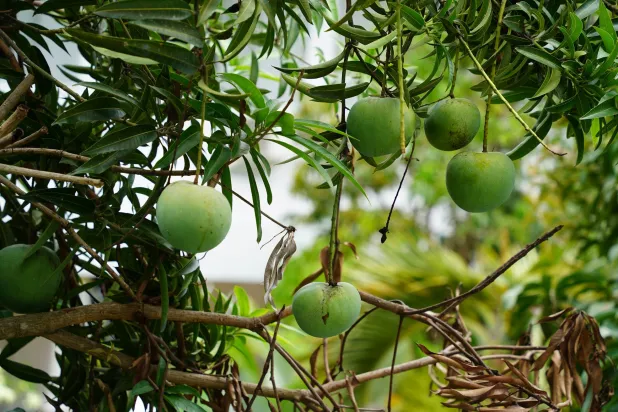 Australia’s wild macadamias (Shutterstock) 