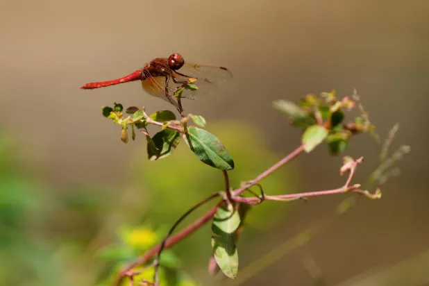 A dragonfly rests on a plant at the Lake Merritt Dragonfly Habitat Garden in Oakland, Calif., Friday, Aug. 21, 2026. (AP Photo/Jeff Chiu)