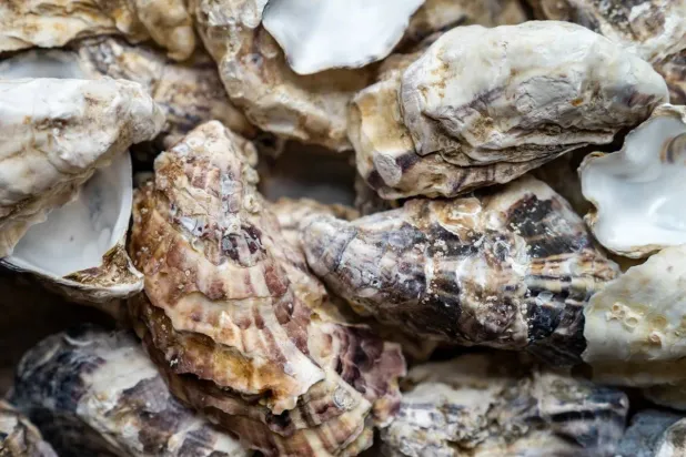 Oysters are a staple of brunch menus and seafood buffets across Australia. (Getty Images)
