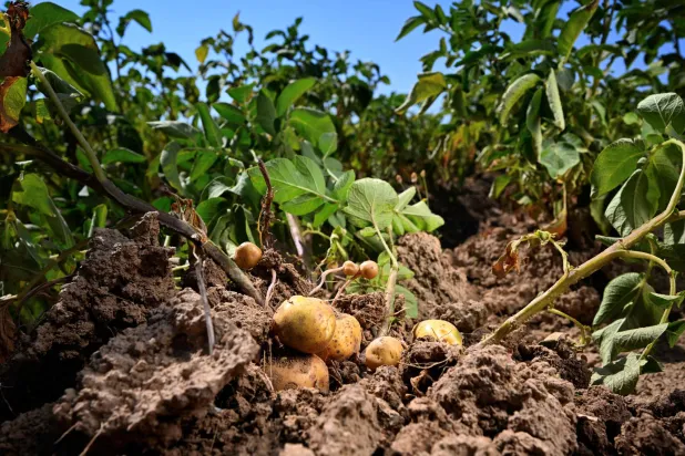 Too Small for Fries: Drought Shrinks Belgian Potatoes