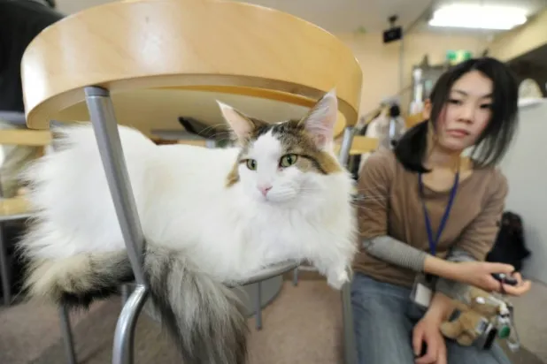 A Japanese customer at a 'cat cafe' in Tokyo. TORU YAMANAKA / AFP/File
