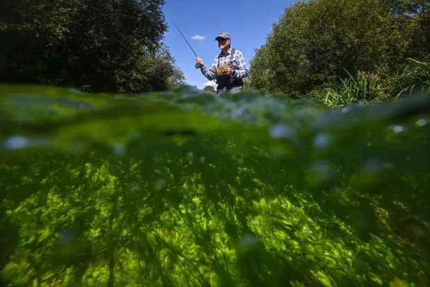 This photo taken on August 25, 2026 shows Bob Wellard, director of the Piscatorials Society, fly-fishing in the Candover Brook, a chalk stream tributary of the River Itchen, near Winchester, Hampshire, southern England. (AFP) 