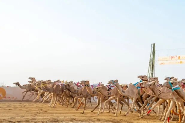 سباقات المهرجان ستنطلق بدءاً من 3 سبتمبر المقبل (الشرق الأوسط)