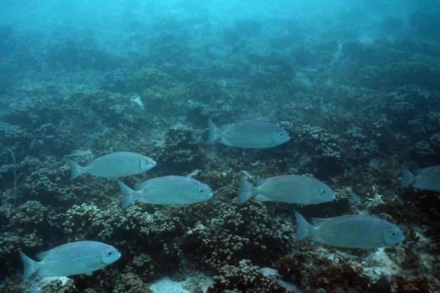 Fish swim in a coral reef in waters off Koror, Palau, on August 30, 2026. (AFP)