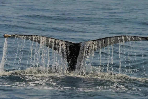 Kambur balinanın "kuyruk kaldırma" davranışı (NOAA)