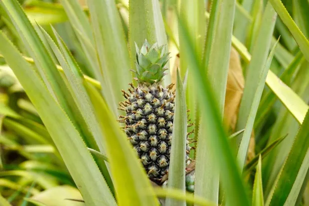 A pineapple grows on Djoda Farm in Matourkou, near Bobo-Dioulasso, Burkina Faso, Thursday, May 7, 2026. (AP)