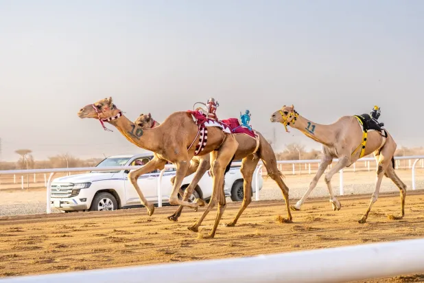 مهرجان ولي العهد للهجن بالطائف يحظى باهتمام واسع (الاتحاد السعودي للهجن)