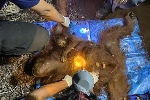 A mother-and-baby orangutan pair named Raya and Rayu are evacuated by officials from the Natural Resources Conservation Agency (BKSDA), Indonesian military and the Orangutan Foundation International (OFI) due to forest and land fires in East Kotawaringin, Central Kalimantan, on September 2, 2026. (Photo by REINA / AFP)