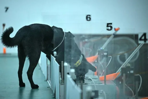 A growing body of global research suggests dogs can be trained to detect cancer and other human illnesses. Idrees MOHAMMED / AFP
