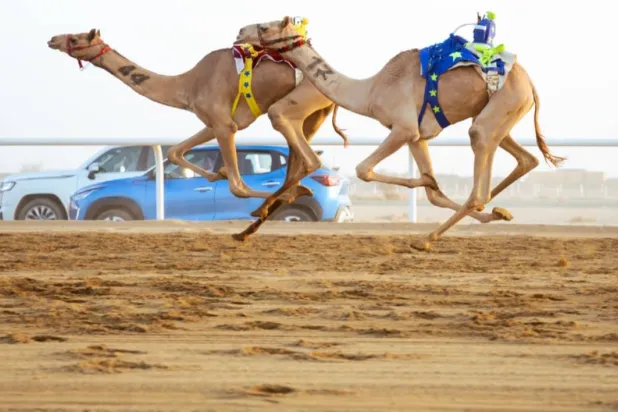 تألق إماراتي وعماني في خامس أيام مهرجان ولي العهد للهجن (واس)
