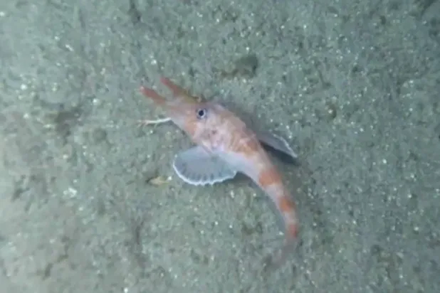 Armored searobin in the South China Sea. (Sun Yat-sen University) 