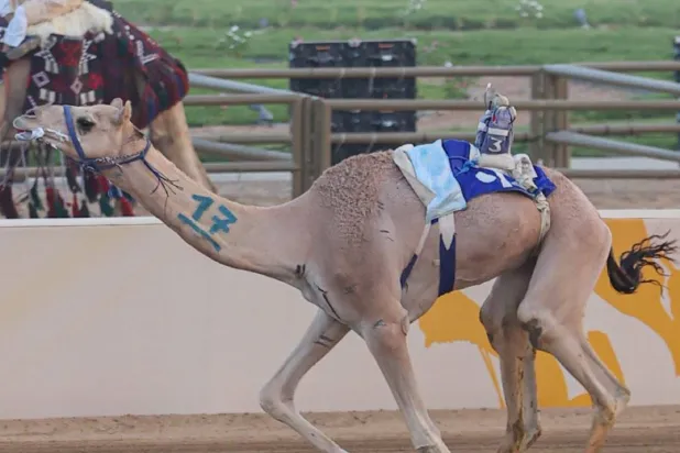 من منافسات مهرجان ولي العهد للهجن (الشرق الأوسط)
