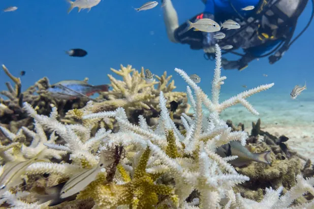 A mass of bleached staghorn coral, its pale and white branches a sign of stress after prolonged exposure to abnormally warm ocean waters, is seen off the coast of Florida on August 28, 2026. (Photo by Jesus Olarte / AFP)