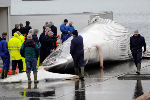 FILE PHOTO: Workers cut up a finwhale at a port in Reykjavik June 18, 2013. REUTERS/Sigtryggur Johannsson/File Photo