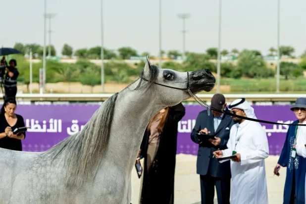 30 سبتمبر تنطلق منافسات البطولة الوطنية لجمال الخيل (الشرق الأوسط)