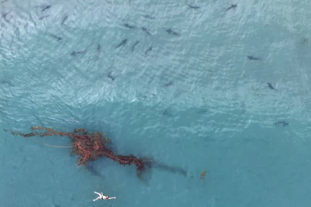 SAN DIEGO, CALIFORNIA - AUGUST 14: In an aerial view, a swimmer passes near kelp and leopard sharks, which are harmless to humans, in the Pacific Ocean in the La Jolla neighborhood on August 14, 2026 in San Diego, California. Mario Tama/Getty Images/AFP