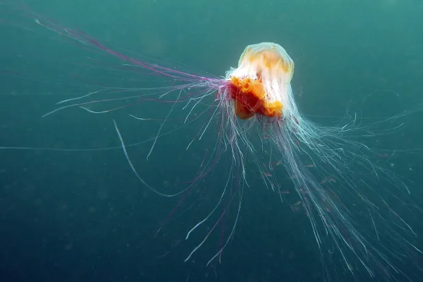 The lion's mane jellyfish was spotted near the Pembrokeshire coast (Getty)
