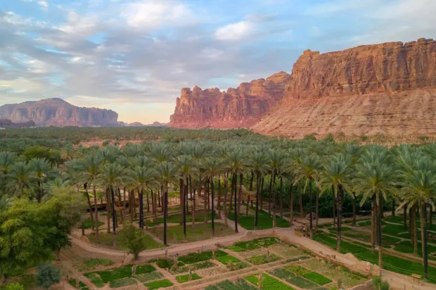 AlUla is home to more than 4.2 million palm trees covering 16,484 hectares - SPA