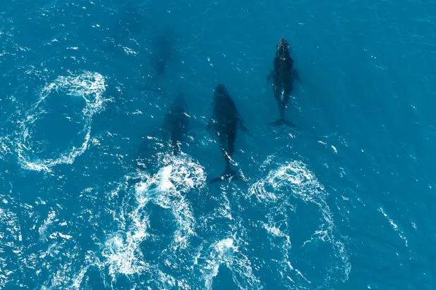 Aerial view of a group of Humpback whales (Megaptera novaeangliae) in the Abrolhos Archipelago, Bahia State, Brazil on August 19, 2026. (Photo by Jose OSORIO / AFP)