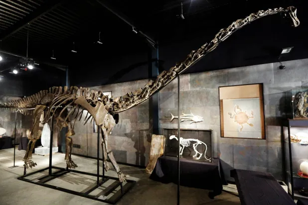 FILE PHOTO: A diplodocus skeleton named "Misty" is seen at Summers Place Auctions in Billingshurst, southern England November 25, 2013. REUTERS/Luke MacGregor/File Photo