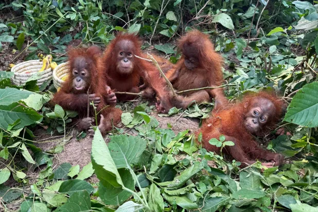This handout photograph taken on September 8, 2026 and released by the Odisha Forest Department shows orangutans sitting next to bananas upon their rescue by officials at the Ranakatha Protected Reserved Forest in Balasore district, in India's Odisha state. (Photo by Handout / Odisha Forest Department / AFP) 