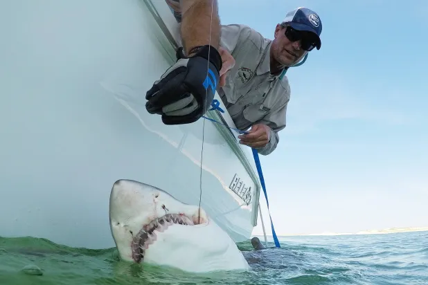 Greg Metzger, lead field biologist for SOFO's shark research and education program, catches a sand tiger shark off the coast of Hampton Bays, N.Y., Thursday, Aug. 20, 2026. (AP Photo/Seth Wenig)