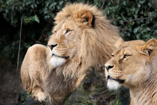Lions are seen in their counpound at the Artis Amsterdam Royal Zoo in Amsterdam, Netherlands in this handout photo released to media on January 28, 2021. Artis Amsterdam Royal Zoo/Handout via REUTERS