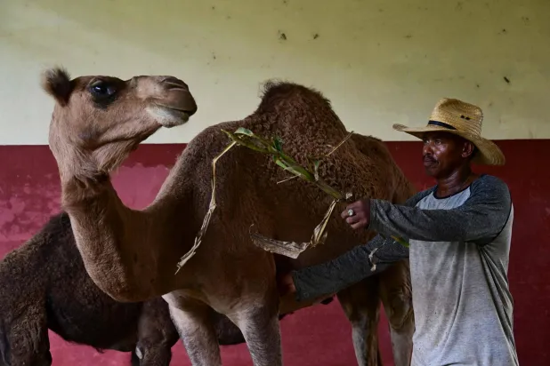 A worker feeds a dromedary (Camelus dromedarius) at the National Zoo of Havana on September 15, 2026. (Photo by YAMIL LAGE / AFP)