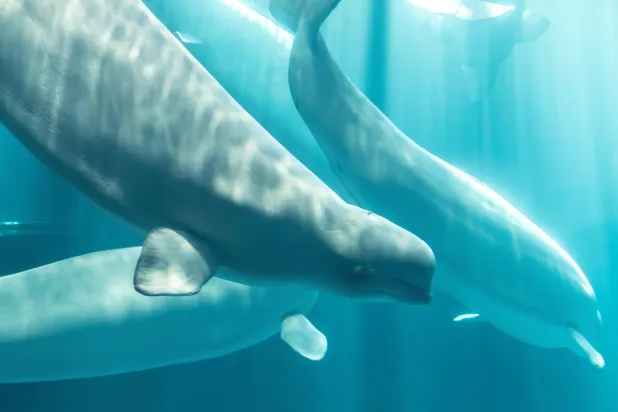 This photo provided by Shedd Aquarium shows a beluga whale named Osiris at Shedd Aquarium in Chicago, Aug. 20, 2026. (Rachel Mittelstaedt/Shedd Aquarium via AP)