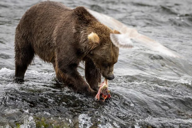 A brown bear eats his catch while fishing for salmon in Brooks Falls, Alaska on August 12, 2023. (Photo by JOHN MOORE / GETTY IMAGES NORTH AMERICA / AFP)
