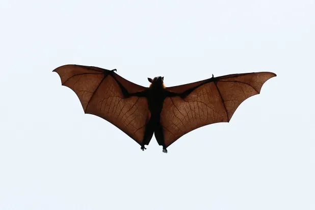 FILE PHOTO: An Indian flying fox or fruit bat flies over trees at Kodiyathur village in Kozhikode district in the southern state of Kerala, India, February 2, 2022.REUTERS/Sivaram V/File Photo