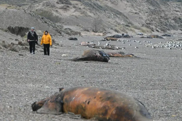 Scientists suspect a bacterial infection to be behind the mystery deaths of hundreds of southern right whale calves washed up on beaches in Argentina's Patagonia region. MAXI JONAS / AFP
