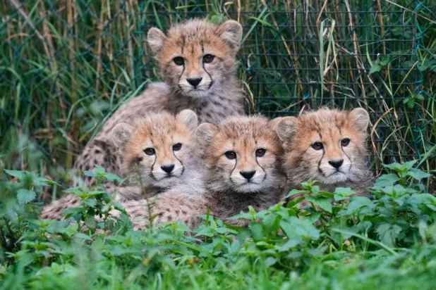 Four of the newly born cheetah quintuplets rest at their enclosure at the zoo in Prague, Czech Republic, Friday, Sept. 25, 2026. (AP Photo/Petr David Josek)
