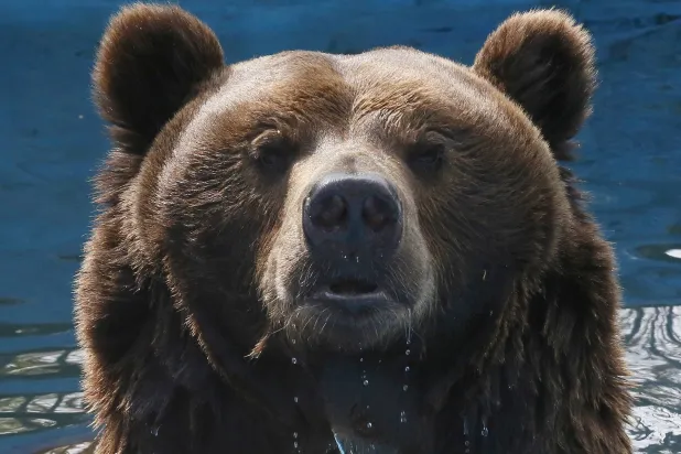 FILE PHOTO: Buyan, a 15-year-old male Siberian brown bear, looks out from a pool inside an open-air cage at the Royev Ruchey Zoo in the Siberian city of Krasnoyarsk, Russia, May 15, 2015. REUTERS/Ilya Naymushin/File Photo