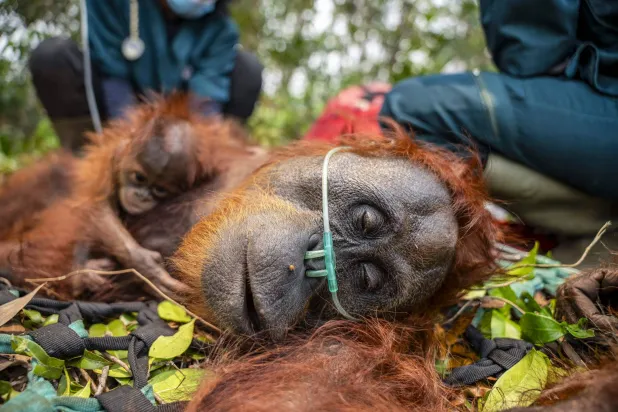 This handout image taken on September 18, 2026 and released on September 19 by Indonesia's Ministry of Forestry and International Animal Rescue Indonesia (YIARI) shows a mother orangutan and her baby being evacuated by joint team members from the West Kalimantan Natural Resources Conservation Agency (BKSDA) and YIARI after they were trapped by smoke from forest and land fires in a palm oil plantation area in Pelang village, Ketapang, West Kalimantan. (Photo by Handout / Yayasan Inisiasi Alam Rehabilitasi Indonesia (YIARI) / AFP)