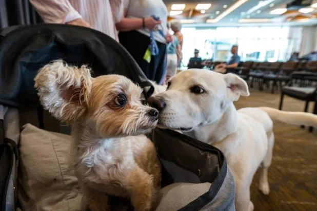 Araştırmacılar, büyük köpeklerin neden daha kısa yaşadığına dair ilk güçlü moleküler açıklamayı bulduklarını söylüyor (Charlie Leight / Arizona Devlet Üniversitesi)
