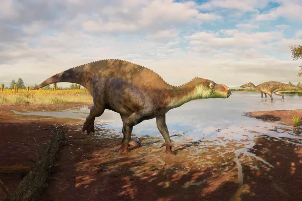Iguanodontian dinozor grubundan Paludohadros proudlovii'nin sığ bir su kütlesinin kenarındaki çamurda yürüdüğü halinin rekonstrüksiyonu (Guilherme Gehr)