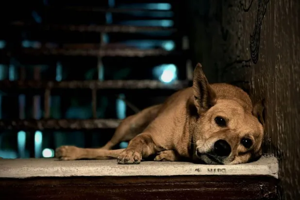 Köpeklerde depresyonun belirtileri insanlardakine benziyor. Uzmanlar, dikkat edilmesi gereken birkaç belirti olduğunu söylüyor (Unsplash)