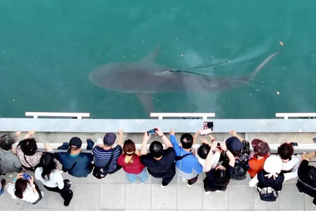 People take pictures of a shark that has been trapped in a canal since September 18 in Busan, South Korea, September 20, 2026. Yonhap via REUTERS 