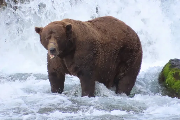 This handout photo from the National Park Service shows Chunk (Bear 32), the 2025 Fat Bear Week champion, a wild brown bear in Katmai National Park and Preserve in southwest Alaska. (Photo by T. CARMACK / NATIONAL PARK SERVICE / AFP)