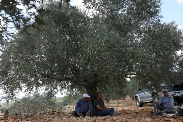 مزارعون فلسطينيون يستعدون لقطف الزيتون في بيرزيت (إ.ب.أ)