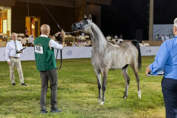 عرض لأحد الخيول العربية الأصيلة (الشرق الأوسط)
