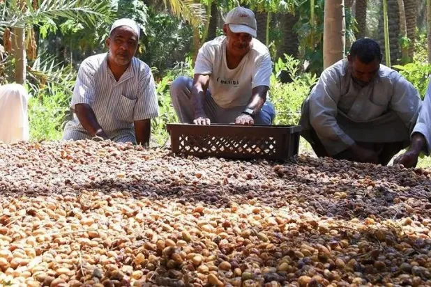 مزارعو الأحساء يحتفون بموسمهم من التمور (واس)