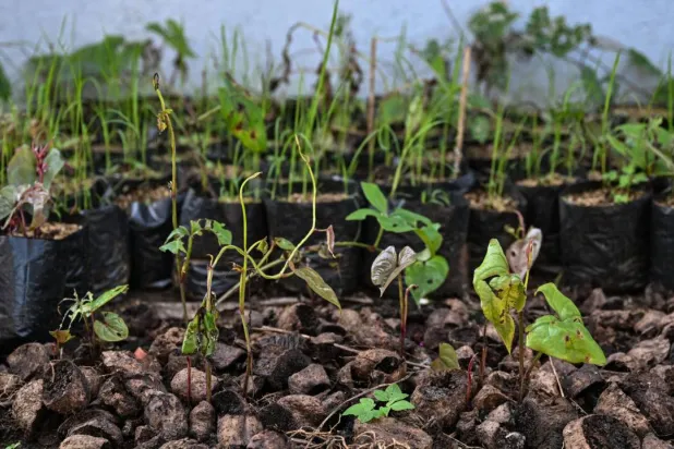 Purple yam sprout at a farm in Padre Garcia, Batangas province. Jam STA ROSA / AFP
