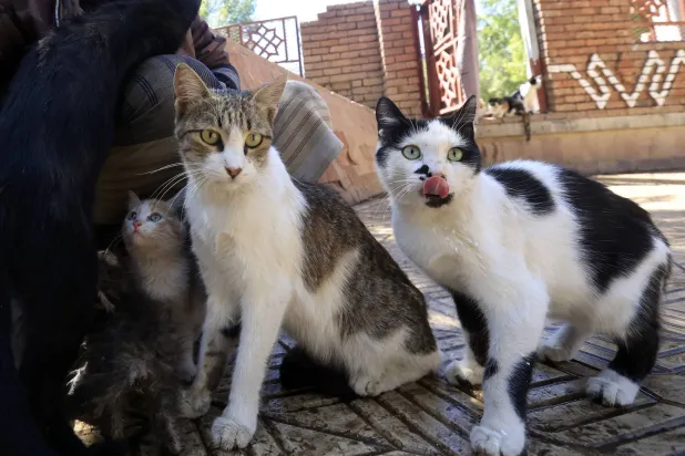 Stray cats. AFP