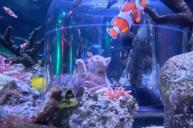  This image taken from a Sea Life at Mall of America video shows a rescue kitten from the Bitty Kitty Brigade visiting Sea Life at the Mall of America in Bloomington, Minn., on Monday, Oct. 5, 2026. (Sea Life at Mall of America via AP) 