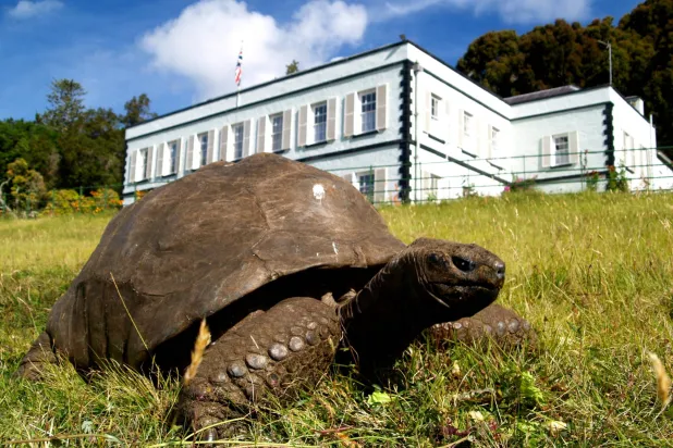 Tortoise named Jonathan, a giant tortoise believed to be the world's oldest known living land animal, stands in front of Plantation House, in St Paul on the South Atlantic island of St Helena, January 6, 2013.  Joe Hollins/Handout via REUTERS 