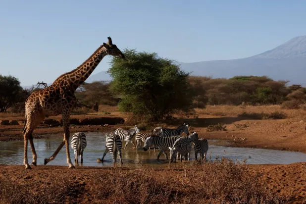 FILE PHOTO: A giraffe and zebras walk at a water point at the Amboseli National Park as authorities investigate the deaths of 18 elephants in Kenya's Amboseli ecosystem, in Kajiado County, Kenya,  August 26, 2026. REUTERS/Monicah Mwangi/File Photo