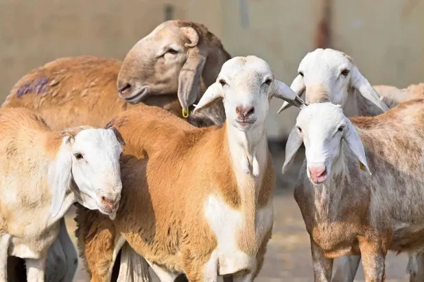مجموعة من الأغنام في إحدى أسواق المواشي بالسعودية (واس)