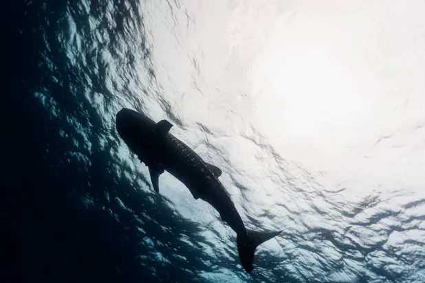 A whale shark (Rhincodon typus) swims near Roca Redonda, a small islet north of Isabela Island in the Galapagos archipelago, Ecuador, during a field expedition with the Charles Darwin Foundation on September 18, 2026. (Photo by Carlos Espinosa / AFP)